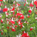 Hot Lips Salvia Flowers