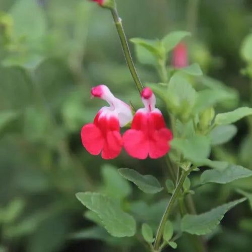 Hot Lips Salvia Flowers