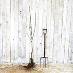 Bareroot Howgate Wonder Maiden Apple Tree