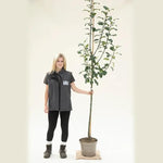 Howgate Wonder Apple Tree Half Standard - 10 Litre Pot
