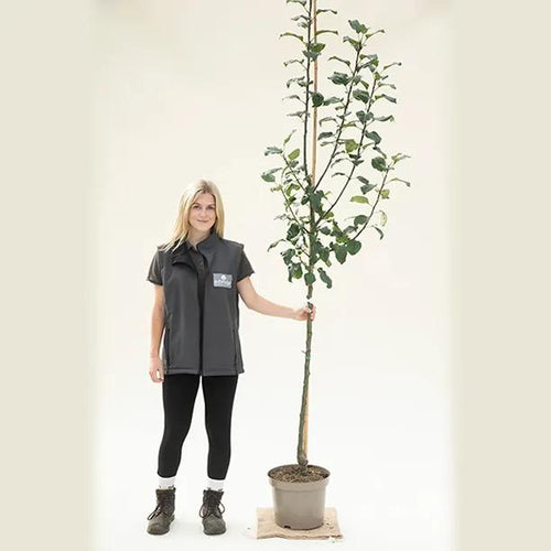 Howgate Wonder Apple Tree Half Standard - 10 Litre Pot