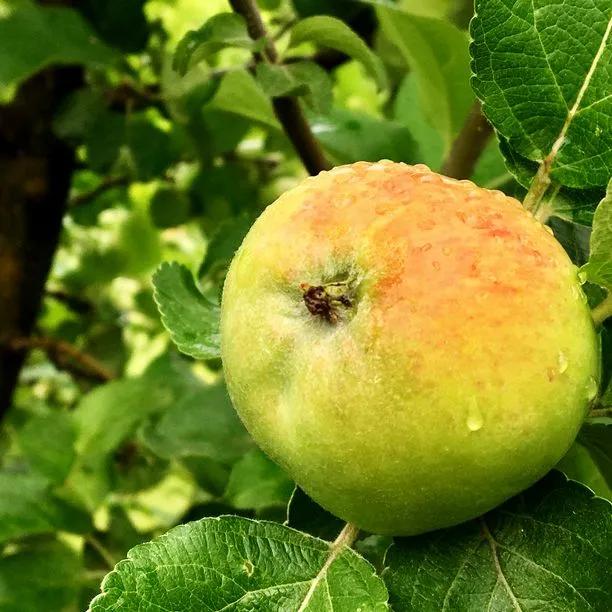Howgate Wonder Apples on the tree