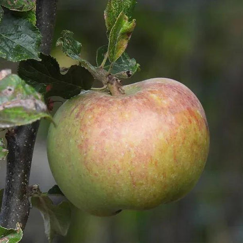 Howgate Wonder Apples on the tree