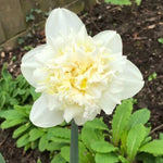 Ice King Daffodil Flowers