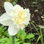 Ice King Daffodil Flowers