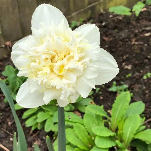 Ice King Daffodil Flowers
