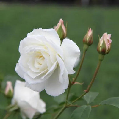 Iceberg Floribunda Rose Flowers