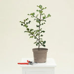 Green Holly Hedge Plant in 2 Litre Pot, 40-60cm tall