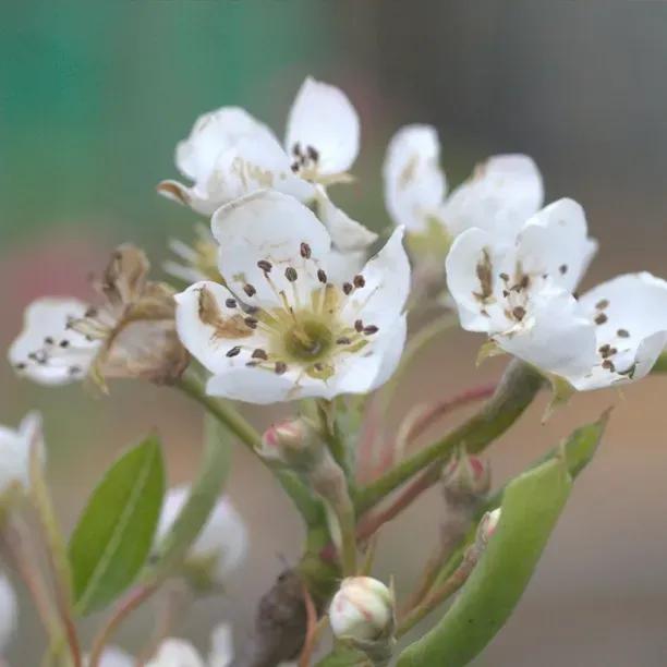 Invincible Pear Tree blossom
