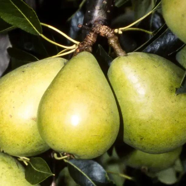 Invincible Pears on the tree