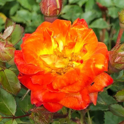 Irish Eyes Floribunda Rose Flowers