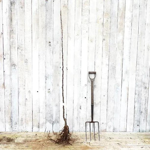 Bareroot Irish Peach Maiden Apple Tree