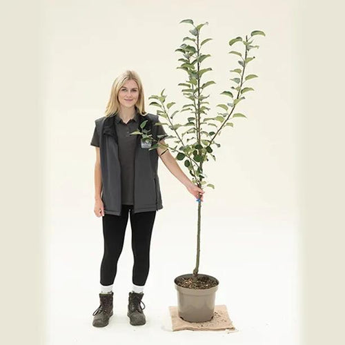 Irish Peach apple tree, bush size in 10 Litre Pot