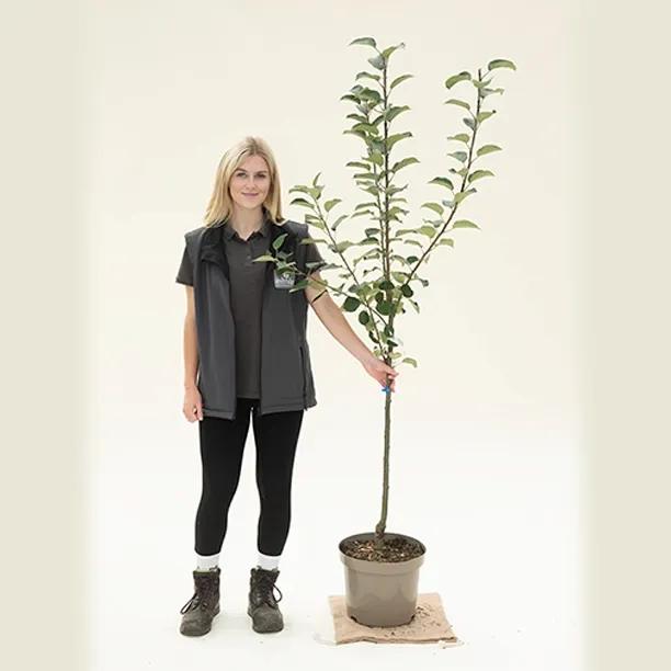 Irish Peach apple tree, bush size in 10 Litre Pot