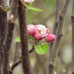 Irish Peach Apple blossom on the tree