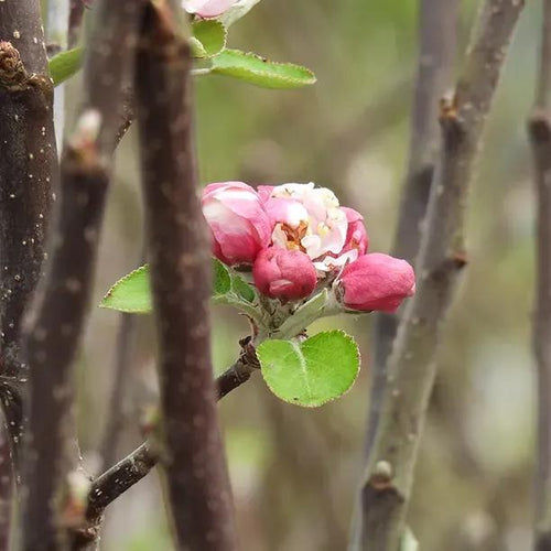 Irish Peach Apple blossom on the tree