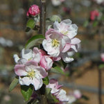 Irish Peach Apple blossom on the tree