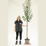 Irish Peach apple tree, half standard size in 10 Litre Pot