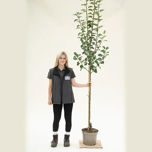 Irish Peach apple tree, half standard size in 10 Litre Pot