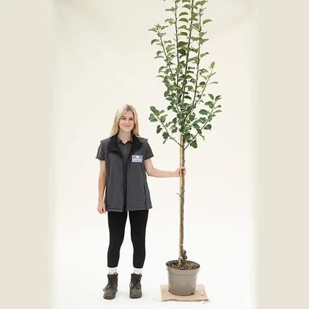 Irish Peach apple tree, half standard size in 10 Litre Pot