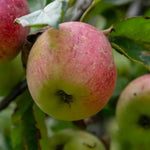 Irish Peach Apples on the tree