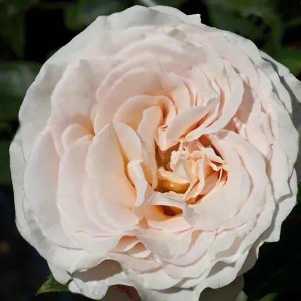 Isnt she lovely hybrid tea Rose Flowers
