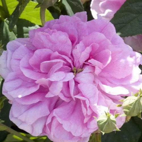 Ispahan Shrub Rose Flowers