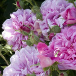 Ispahan Shrub Rose Flowers