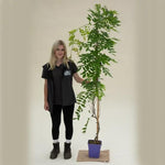 Issai Wisteria Plant