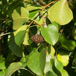 Italian Alder tree catkins and leaves in Summer