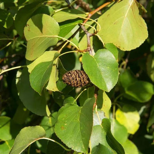 Italian Alder tree catkins and leaves in Summer