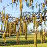 Italian Alder tree catkins