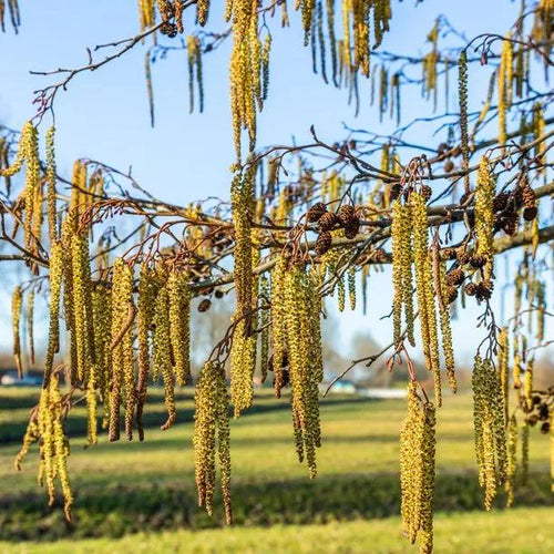 Italian Alder tree catkins