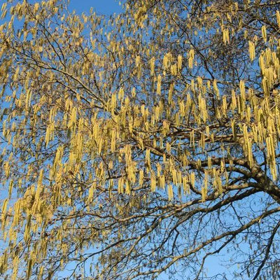 Italian Alder Tree Catkins