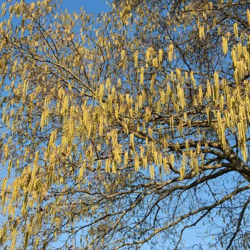 Italian Alder Tree Catkins