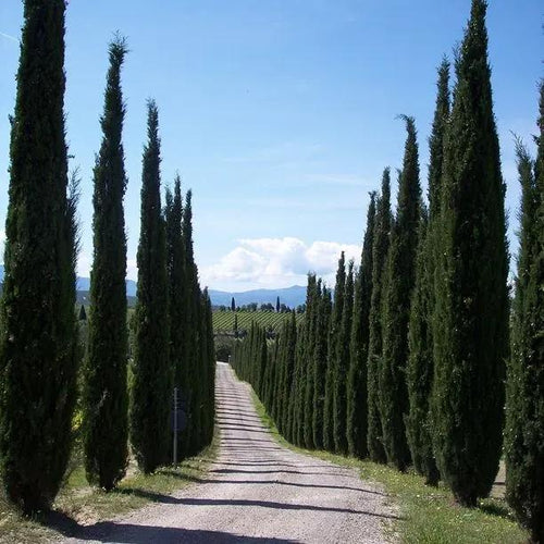 Mature Italian Cypress Trees Lining a Path