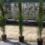 Cupressus pyramidalis Stricta trees in the nursery