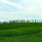 Italian Cypress Trees Along an Avenue