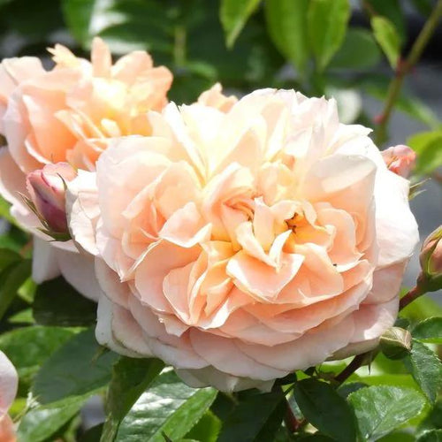 It's a Wonderful Life Rose Flowers