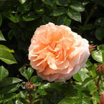 It's a Wonderful Life Rose Flowers