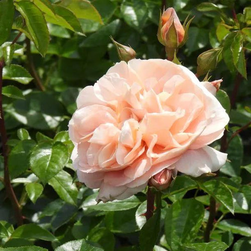 It's a Wonderful Life Rose Flowers