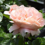 It's a Wonderful Life Rose Flowers