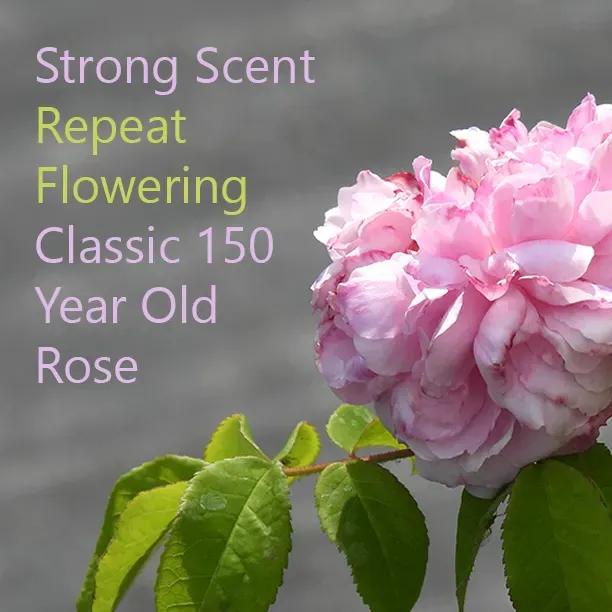 Jacques Cartier Classic Shrub Rose Flowers