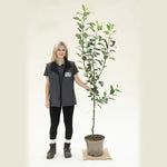 James Grieve Apple Tree - Bush - 10 litre Pot