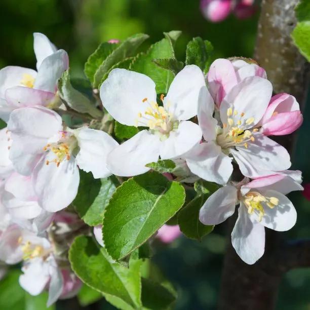 James Grieve Apple blossom on the tree