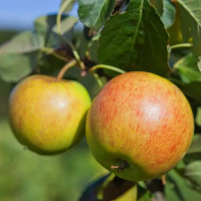 James Grieve Apples on the tree