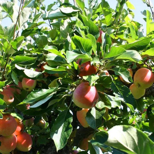 James Grieve Apples on the tree
