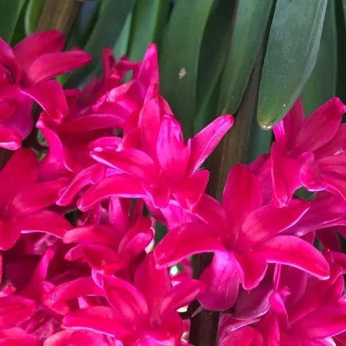 Jan Bos Pink Hyacinth Flowers
