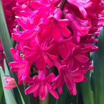 Close up of Jan Bos Hyacinth Flower