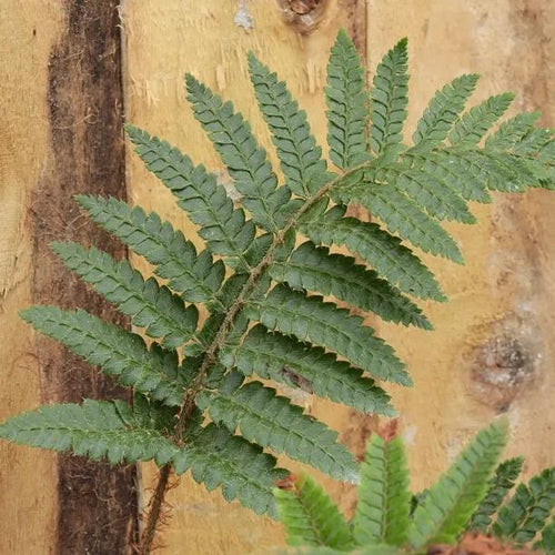 Japanese Lace Fern Leaves